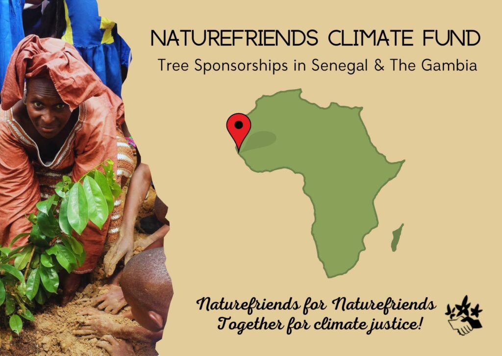 Tree Sponsorships in Senegal The Gambia 1